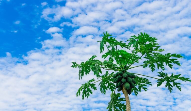 Manfaat Daun Pepaya bagi Kesehatan Manusia