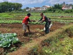 Babinsa Koramil 01/Loli Sambangi Petani Sayur, Beri Semangat di Musim Kemarau