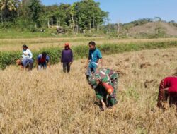 Babinsa Bantu Petani Panen Padi, Dukung Program Swasembada Pangan di Sumba Barat