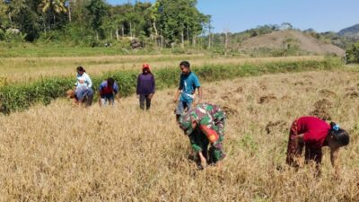 Babinsa Bantu Petani Panen Padi, Dukung Program Swasembada Pangan di Sumba Barat