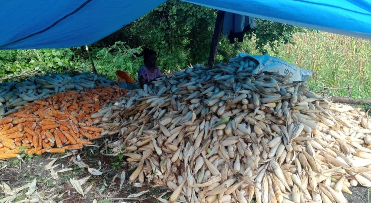 Panen,Jagung, 5 Ton, Petani, Wendewa Barat, Mamboro, Sumba Tengah