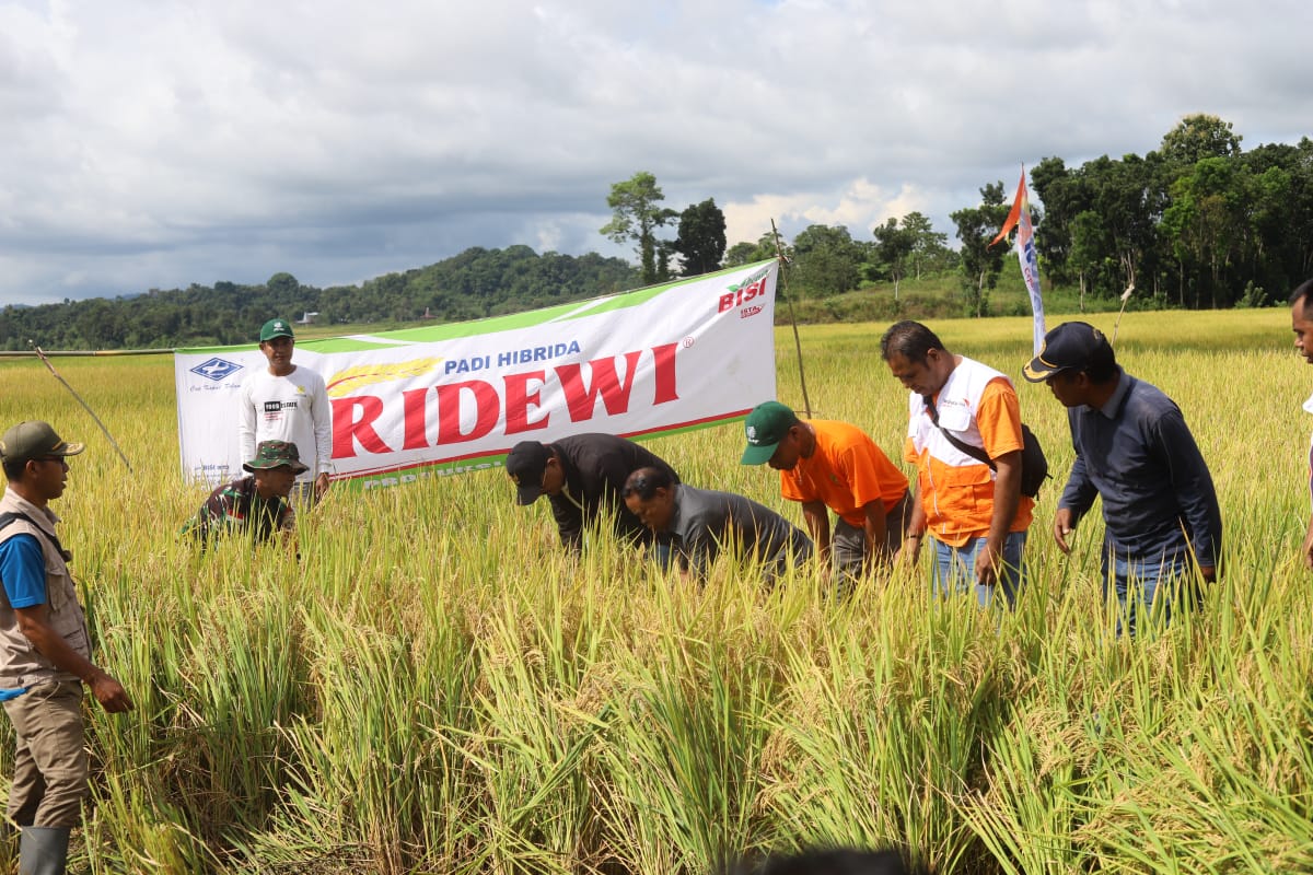 Panen, Perdana, Padi Hibrida, ,Sumba Tengah Varietas, Sridewi, 8,1 Ton/Hektar!