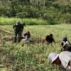 Babinsa, Sertu Fahrurrahman,Warga, Panen Bawang, Wekarou, Jalin Komsos di Tengah Ladang