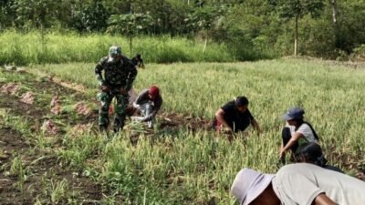 Babinsa Sertu Fahrurrahman Bersama Warga Panen Bawang di Wekarou, Jalin Komsos di Tengah Ladang