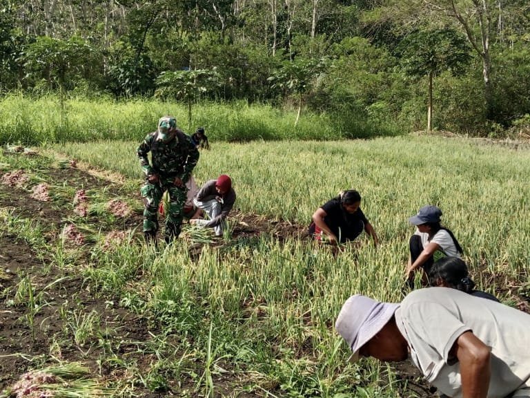 Babinsa, Sertu Fahrurrahman,Warga, Panen Bawang, Wekarou, Jalin Komsos di Tengah Ladang