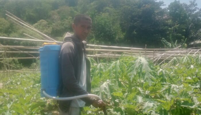 Petani Milenial Sabinus Sera: Berani Ambil Risiko, Sukses Kembangkan Hortikultura di Manggarai Timur